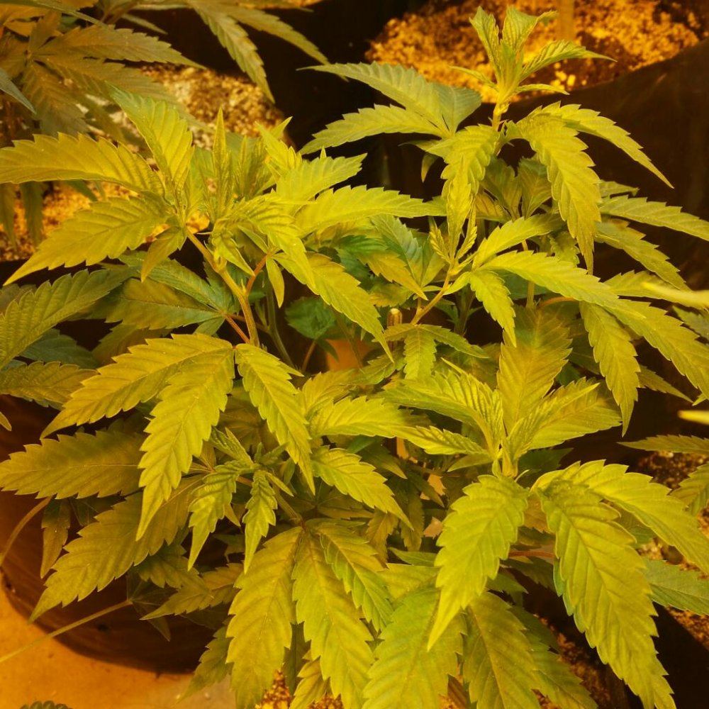 Rps20150228 031144