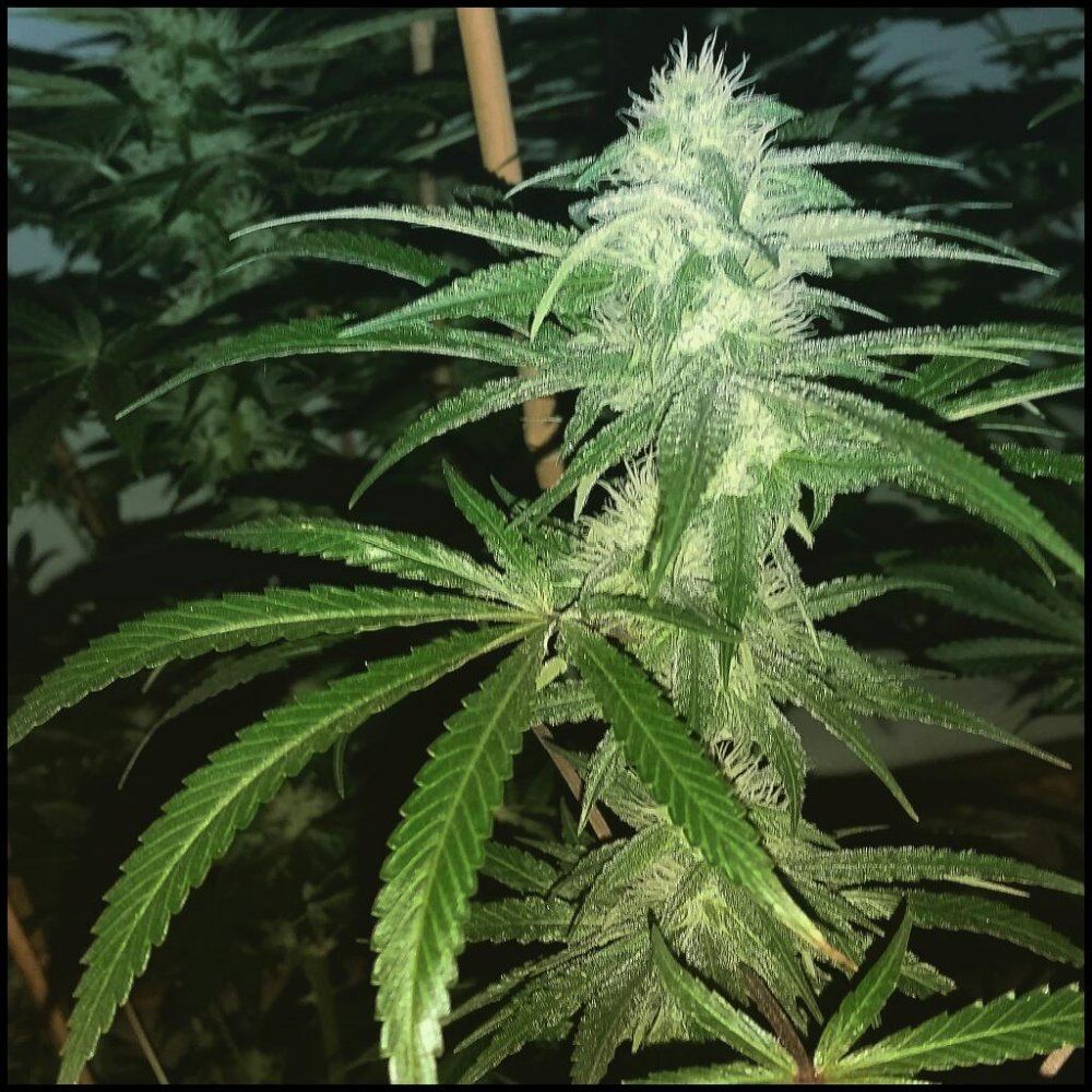 Rps20150701 022639 752