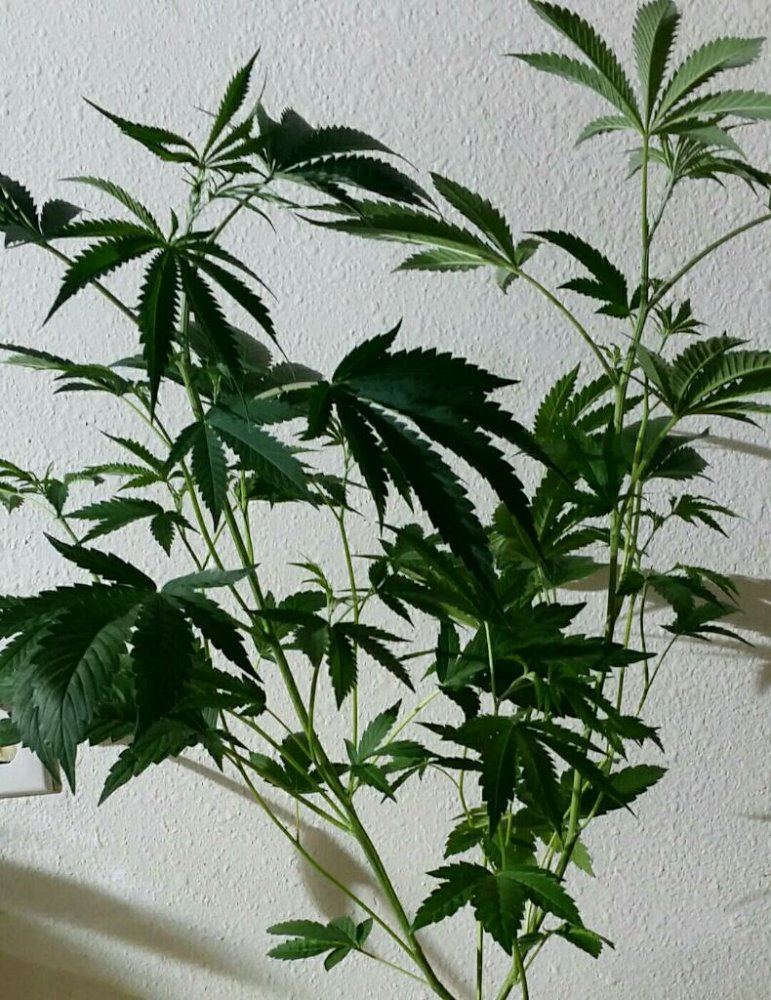 Rps20151027 225134 963