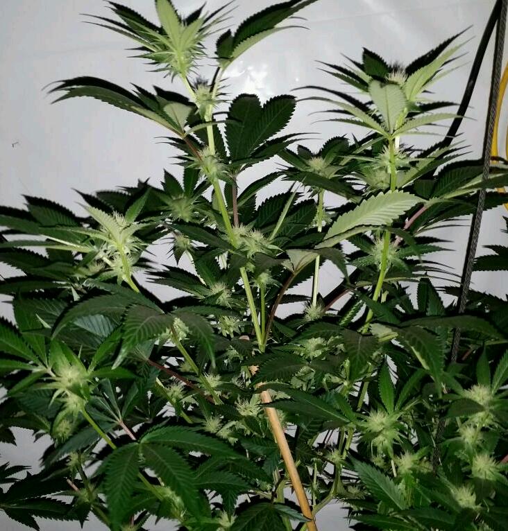Rps20151224 010049 811