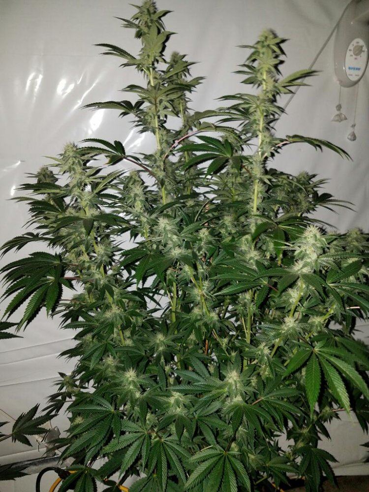 Rps20170215 223430 718