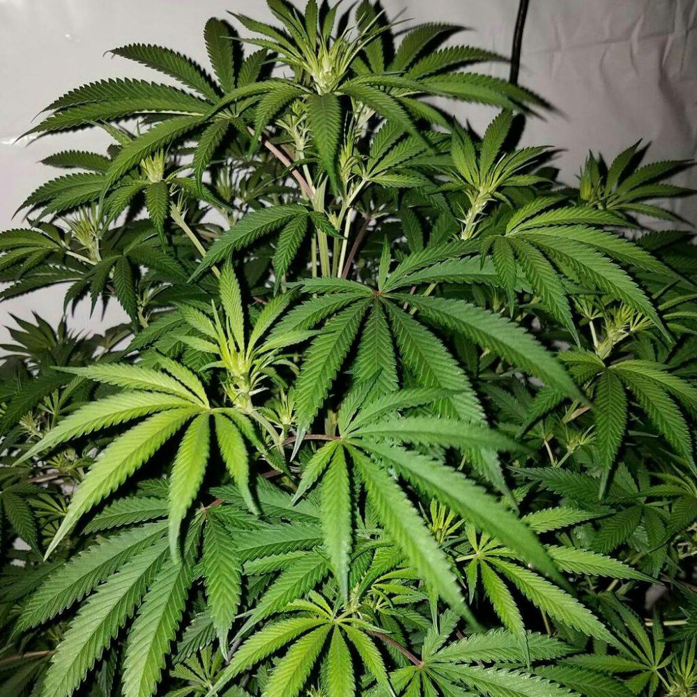 Rps20170429 041353 461