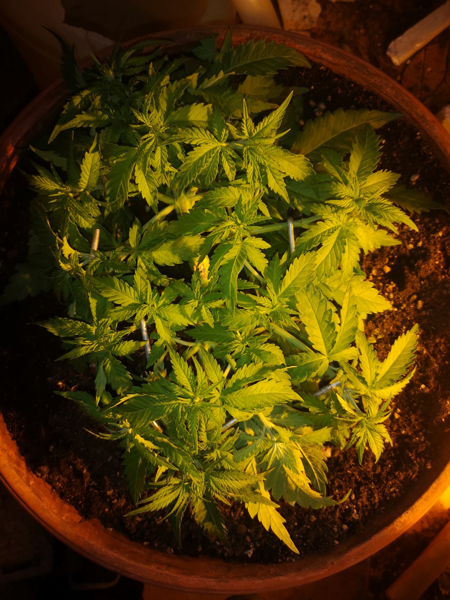 Rqs critical first post 4