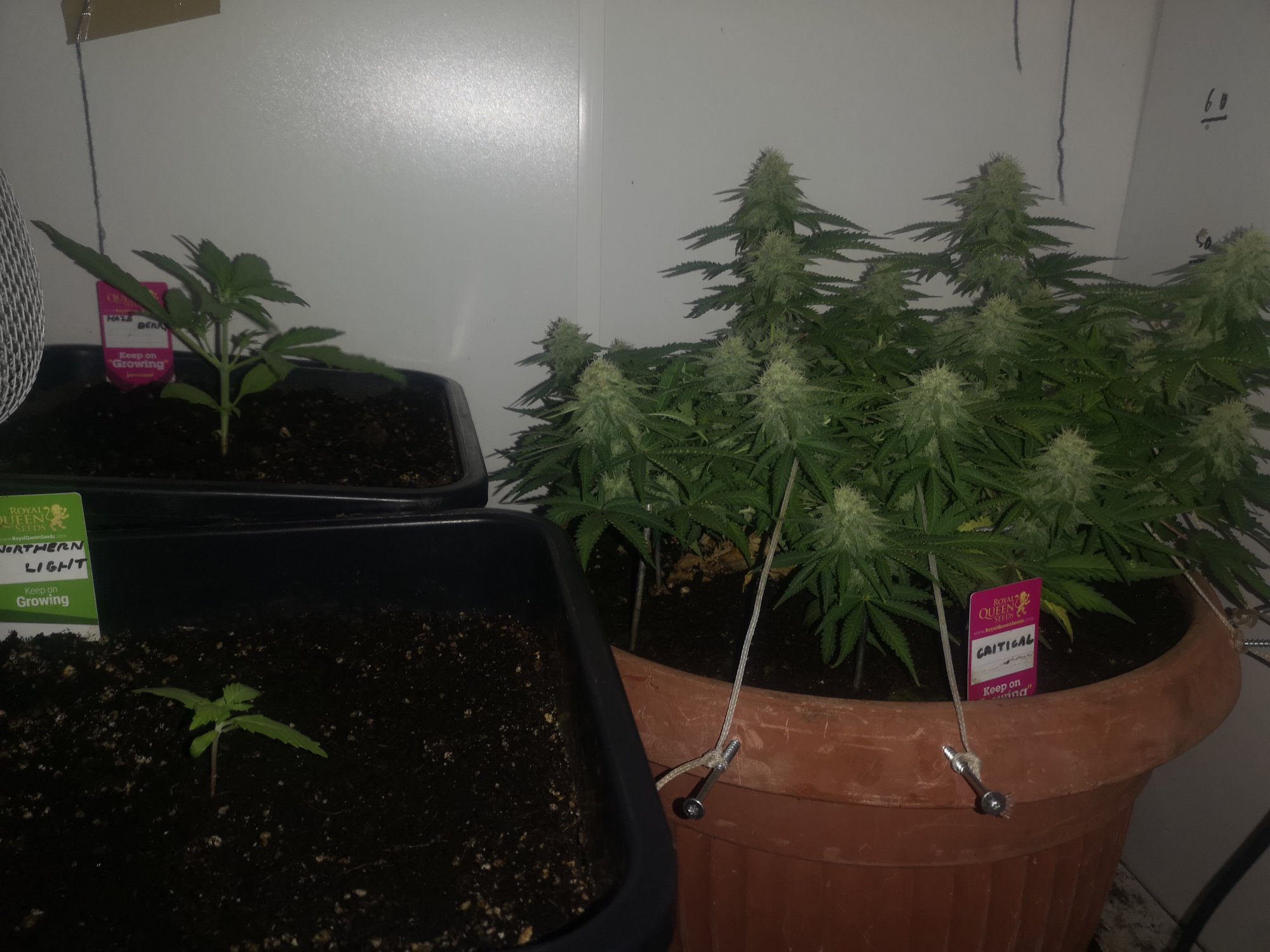 Rqs critical first post 5