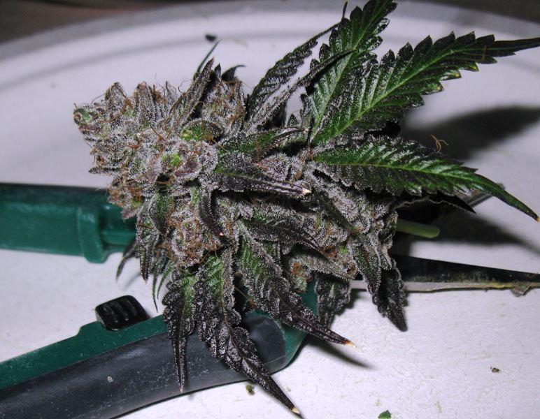Rr chop 10 1 049