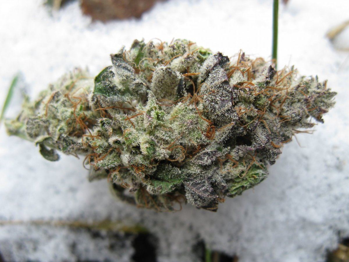 Rr  nug shots 007