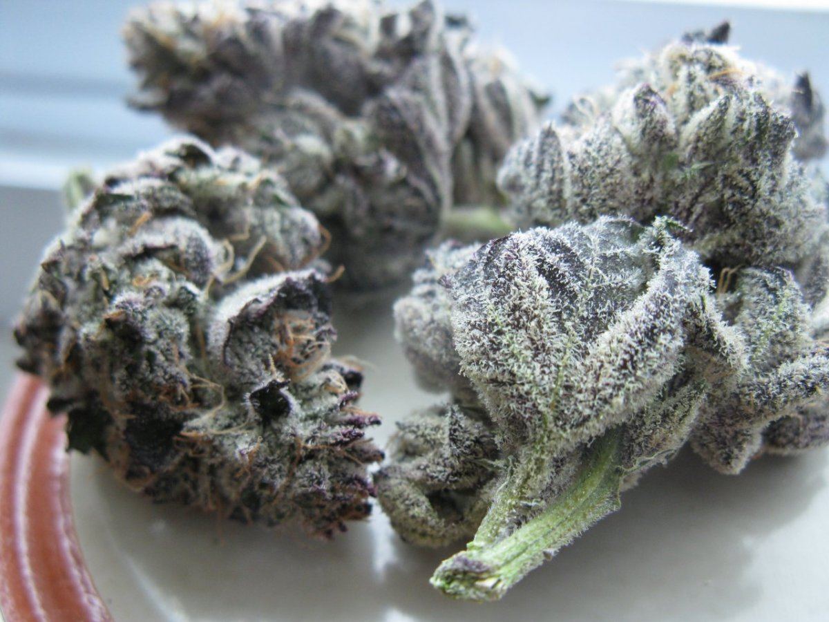 Rrx2 nuggz 005