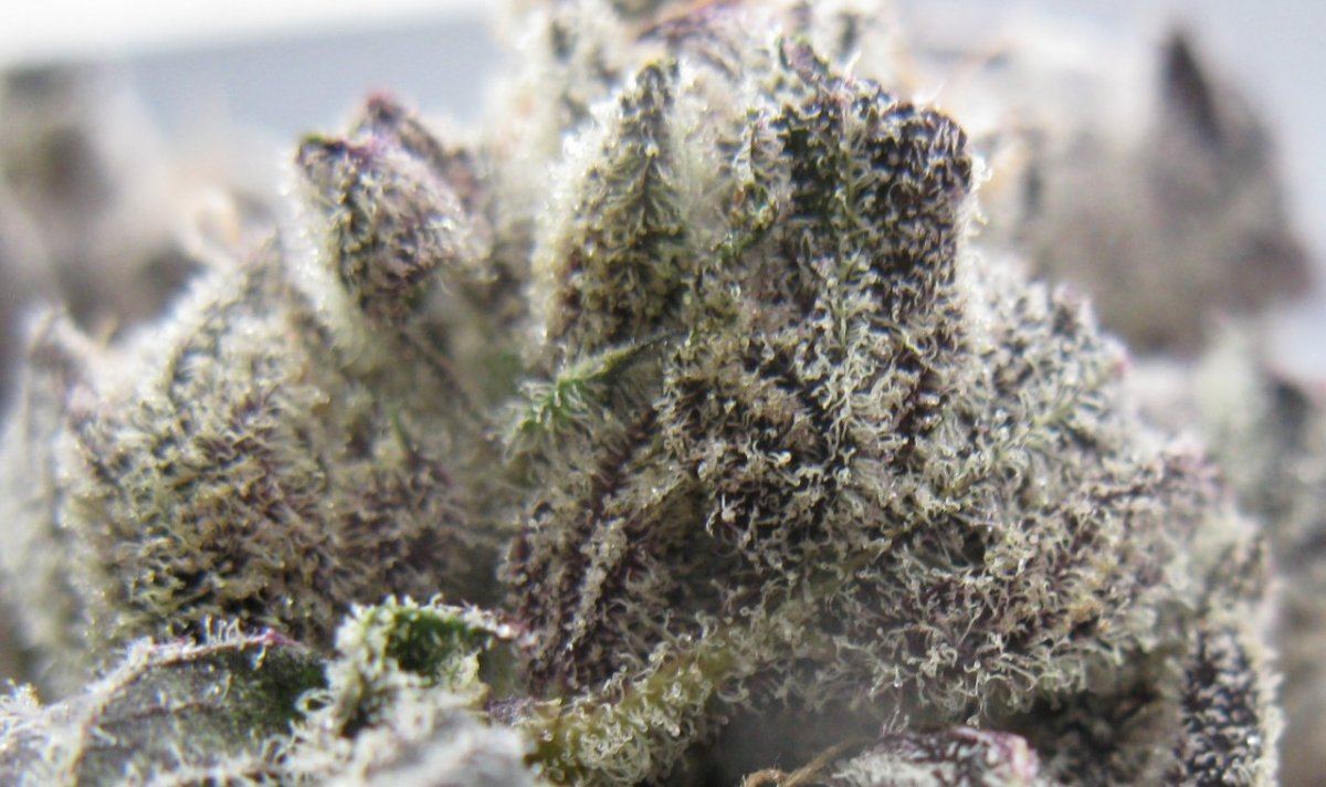 Rrx2 nuggz 007