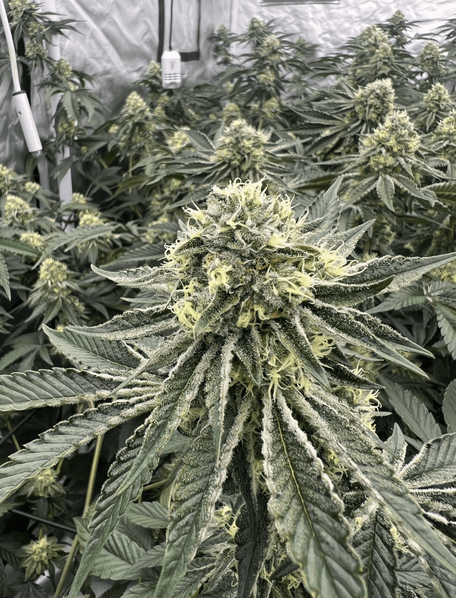 Rs 11 strain from clones to harvest 9