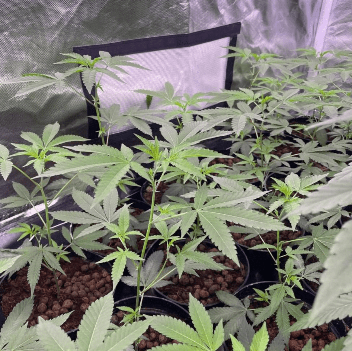 Rs 11 strain from clones to harvest