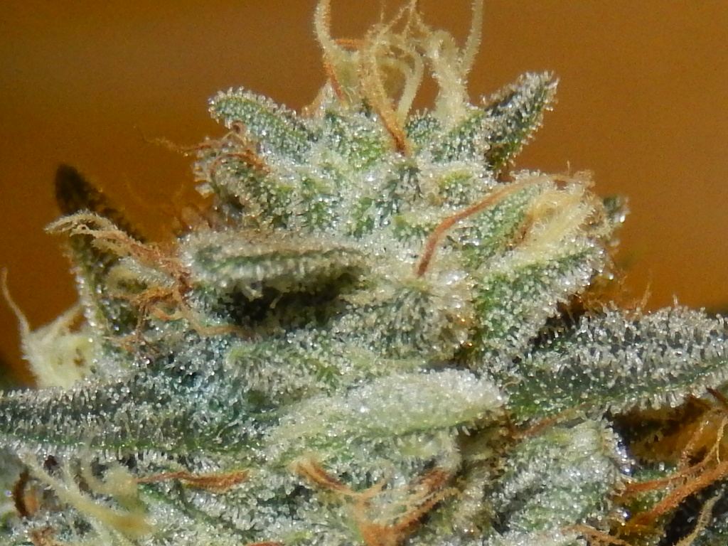 RSCN0073