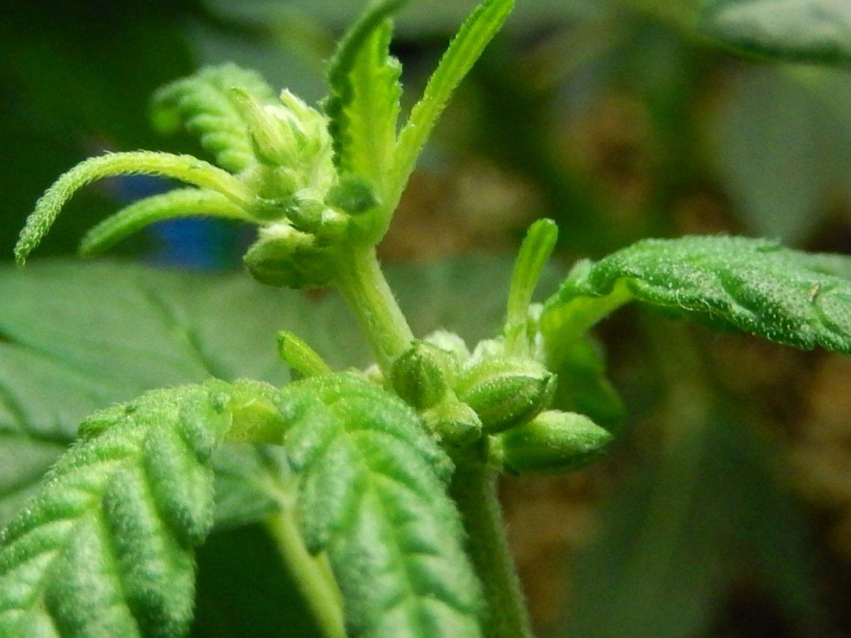 RSCN0074