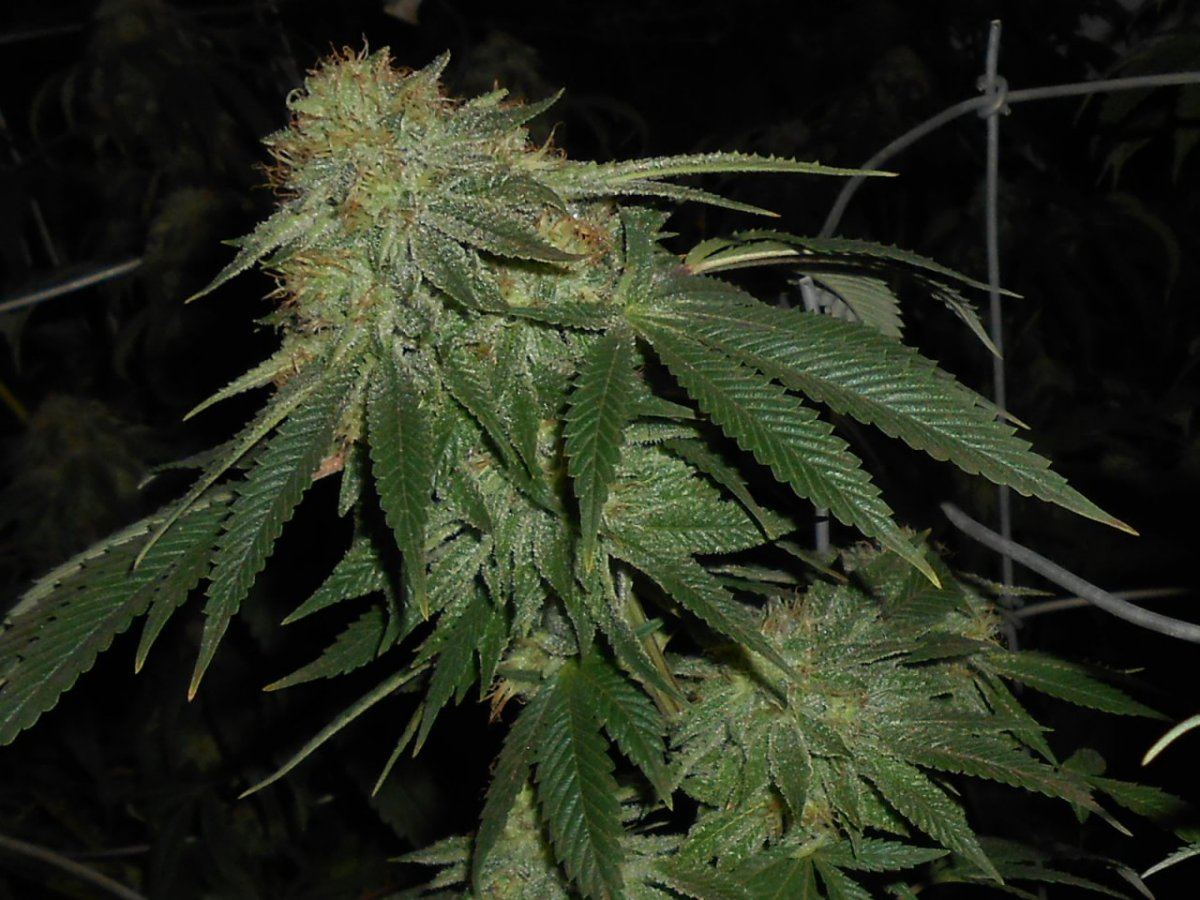 RSCN1065