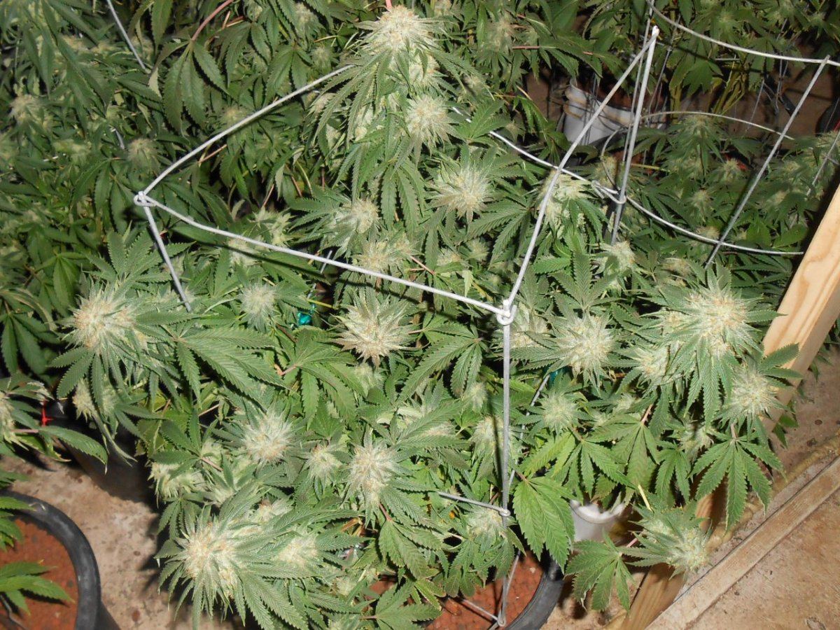 RSCN1073