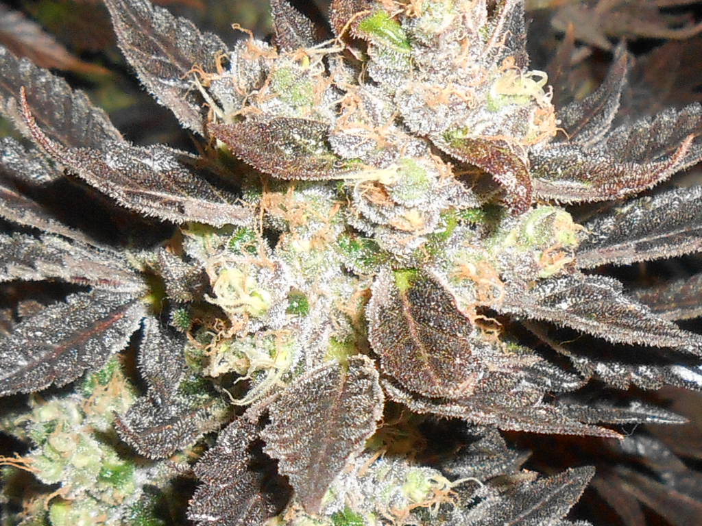 RSCN2715