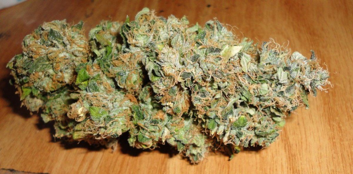 Rugburn bud