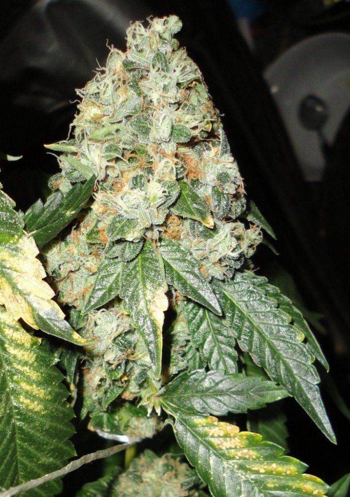 Rugburn og 2