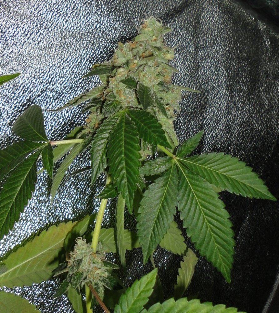 Rugburn og 3