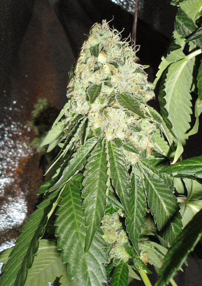 Rugburn og 4