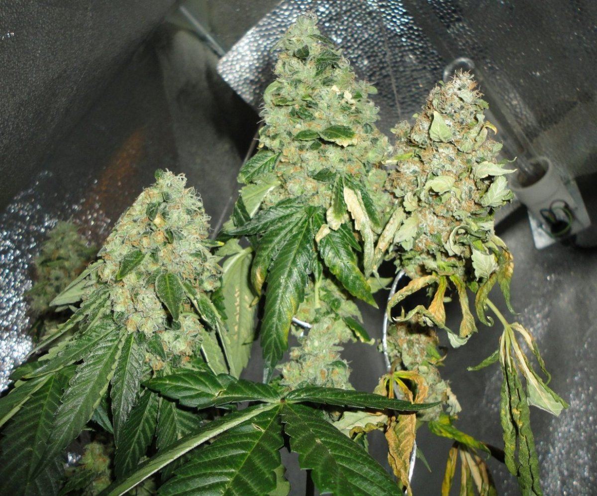 Rugburn og 4