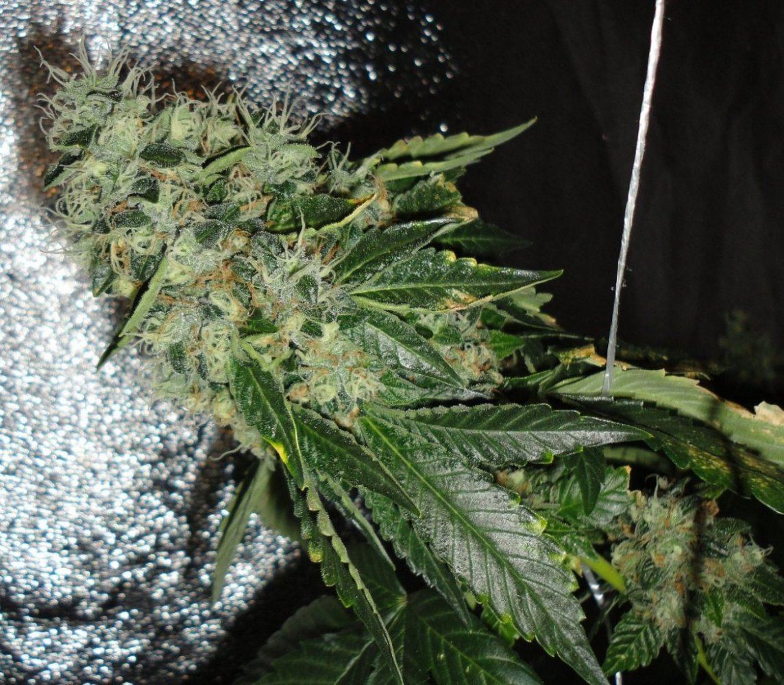 Rugburn og 5