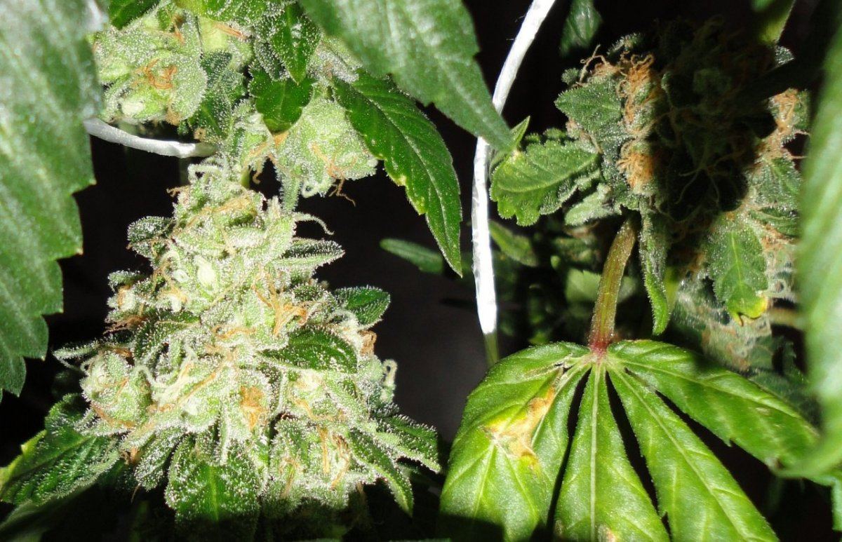 Rugburn og