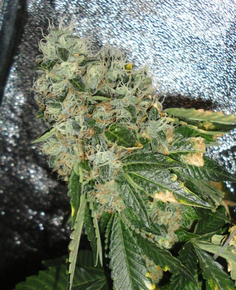 Rugburn og