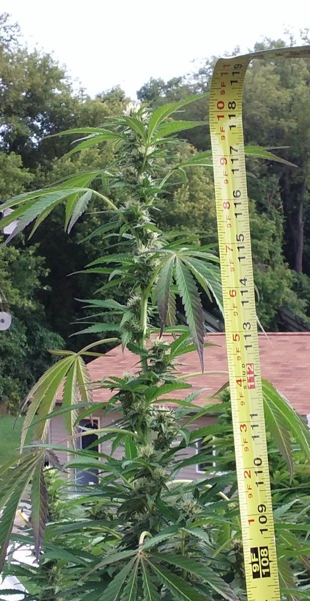 Ruler tall