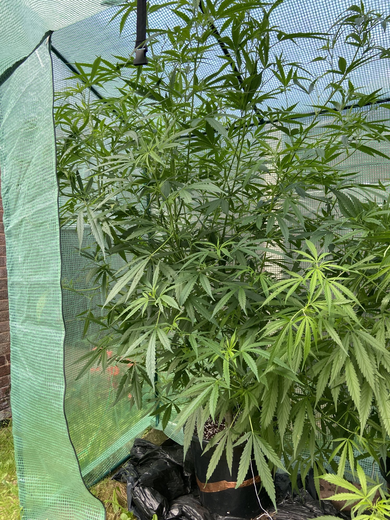 Running out of grow room what should i do 2