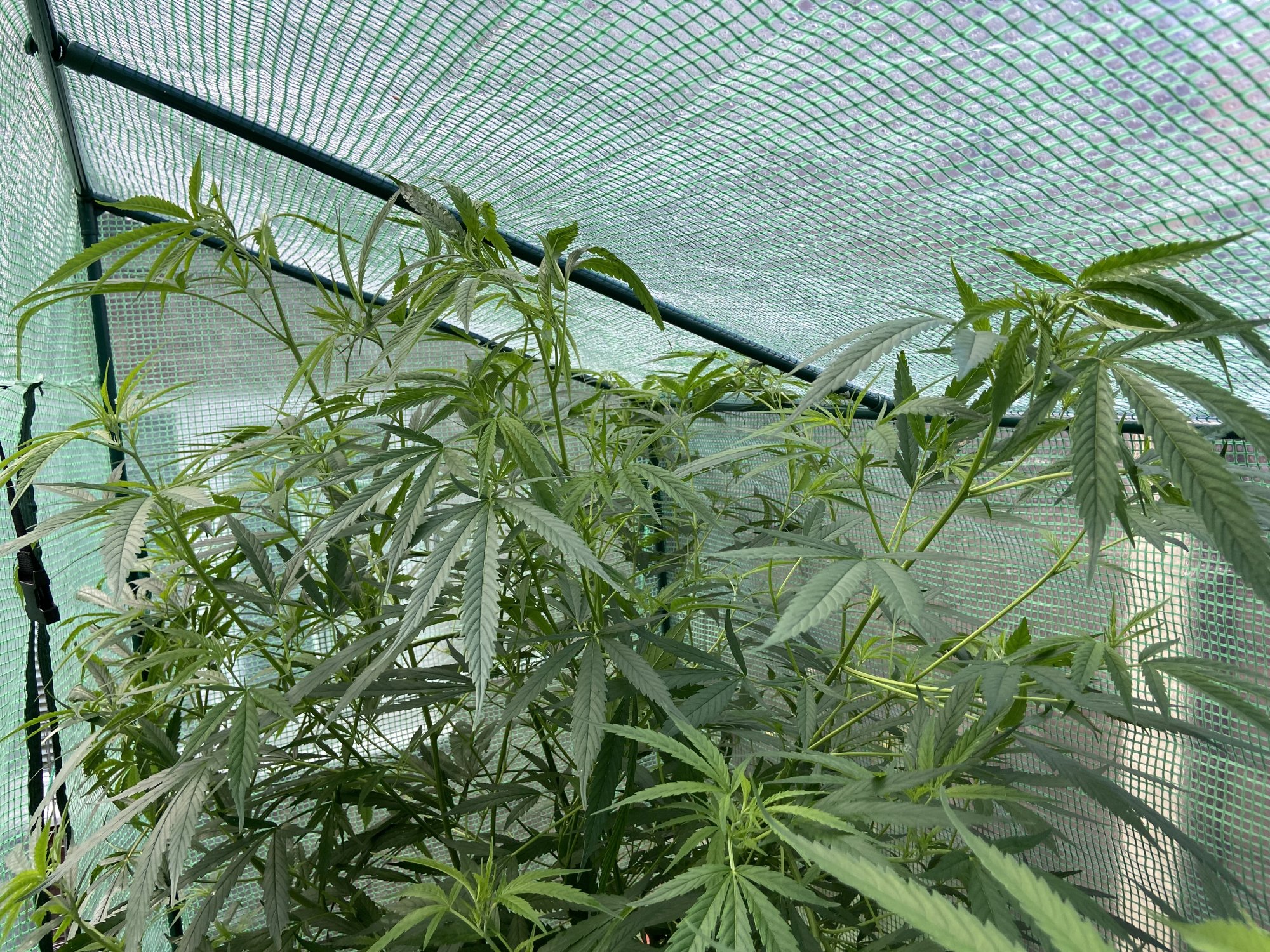 Running out of grow room what should i do
