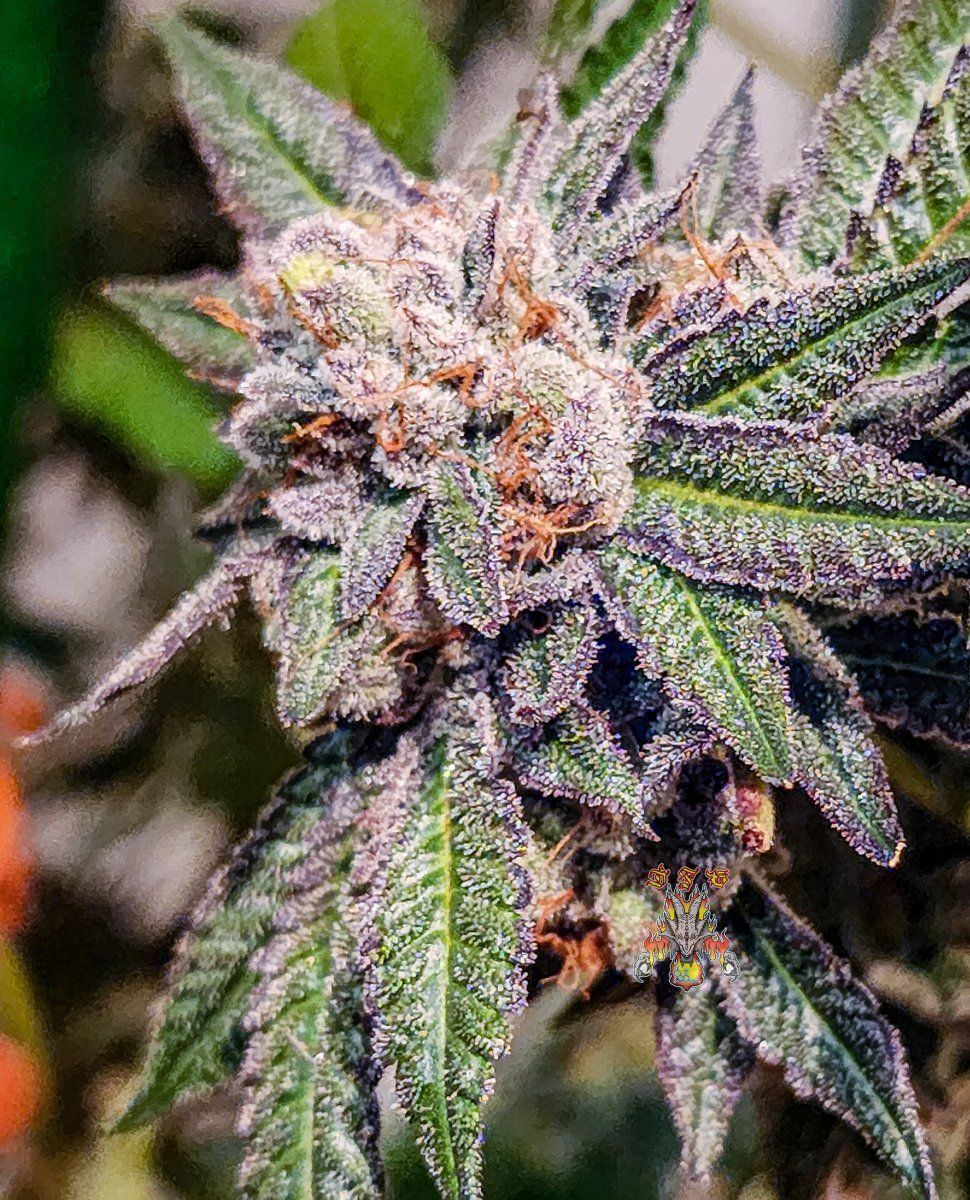 Runtz Week 10 3