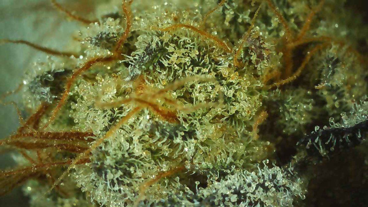 Runtz close up2
