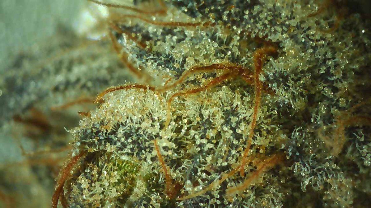 Runtz closeup 1