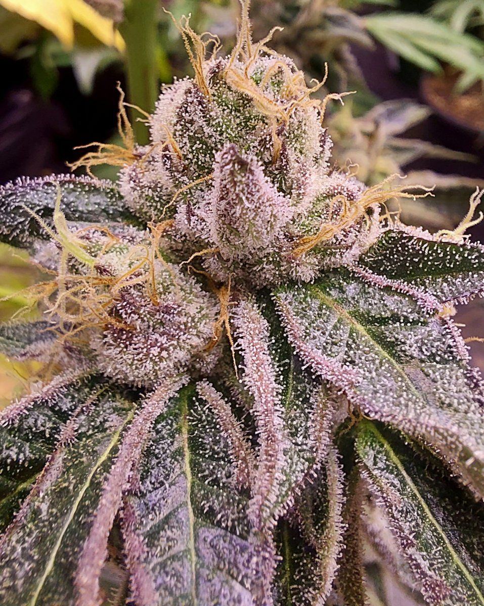 Runtzlowerweek5