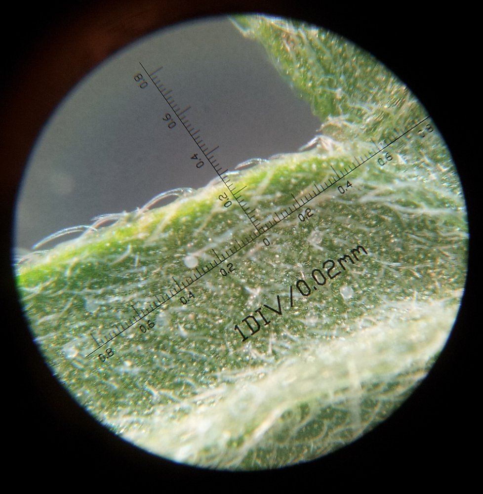 Russet larvae 100x