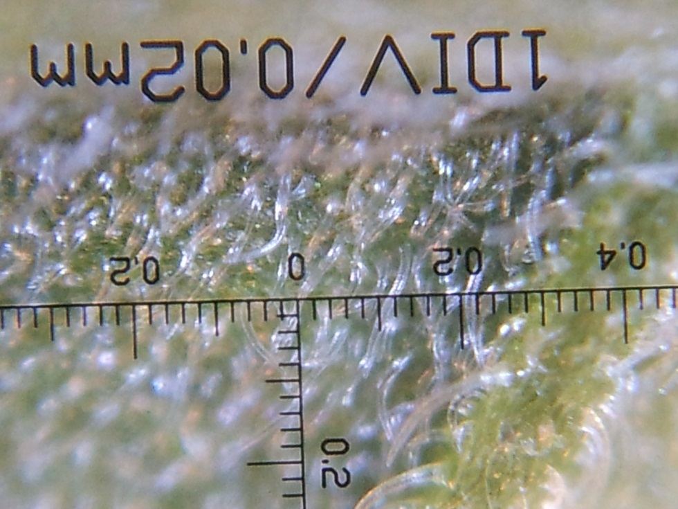 Russet larvae 800x 2