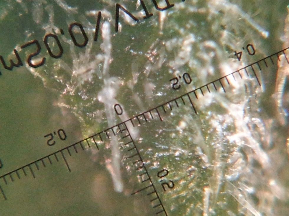 Russet larvae 800x
