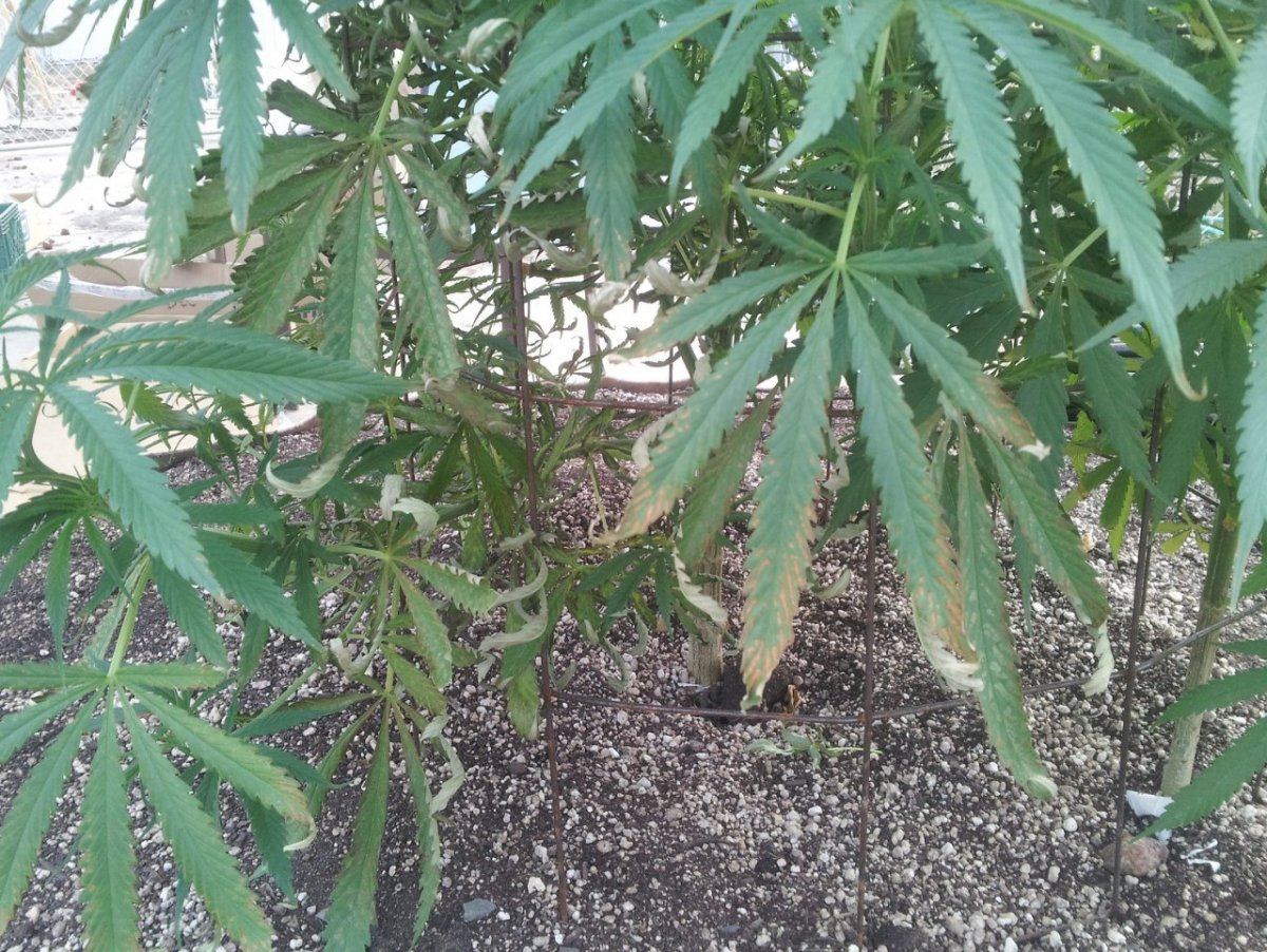 Russet leaf damage 1
