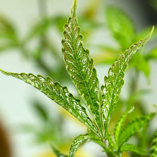 Russet mites cannabis