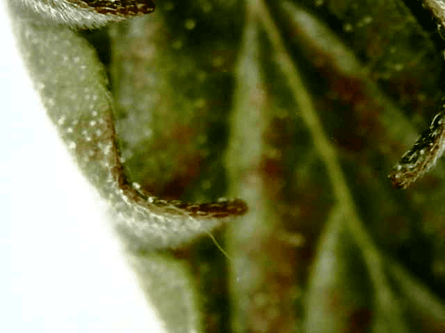 Russet mites or other 2
