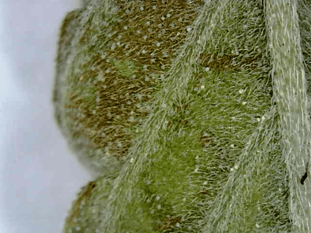 Russet mites or other