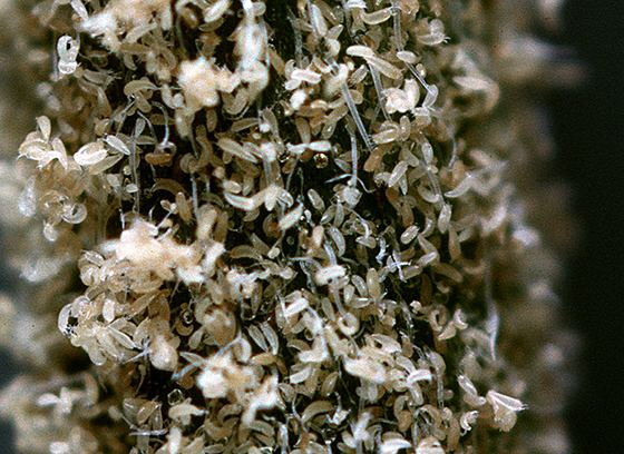Russetmites