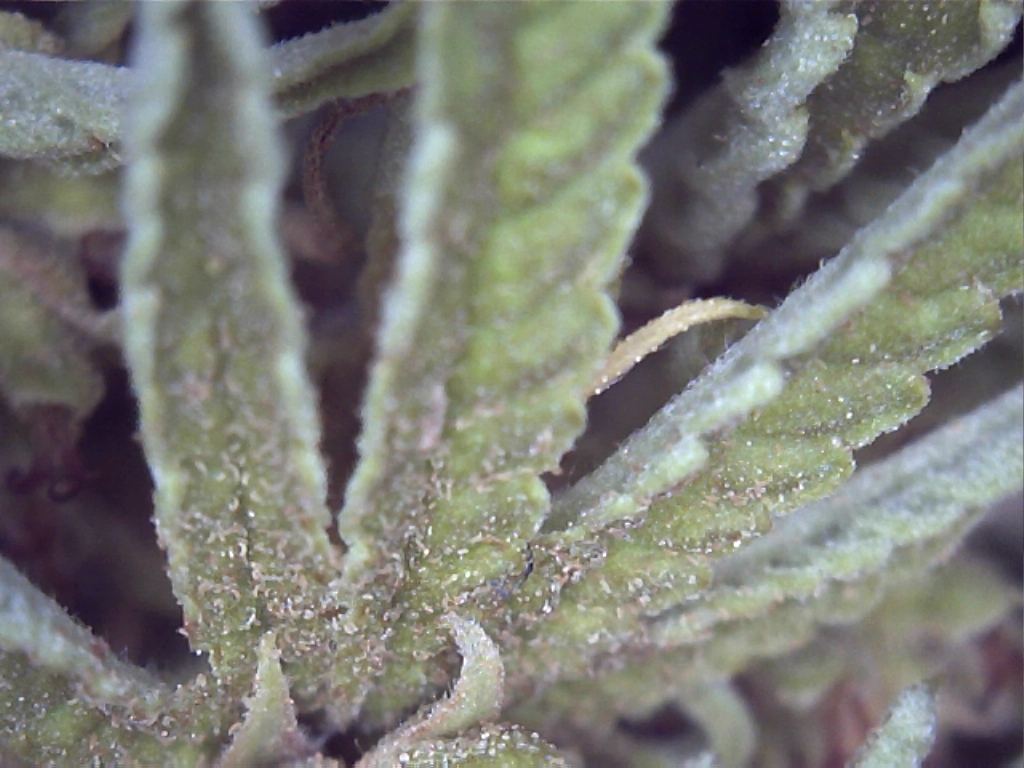 Russetmites1