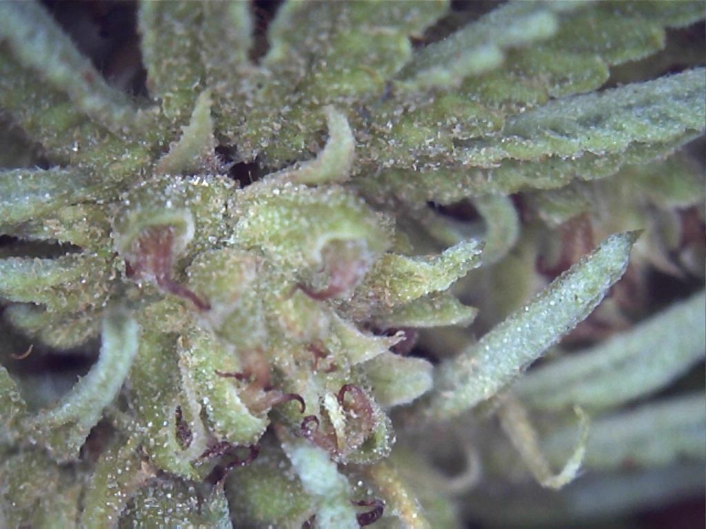 Russetmites3
