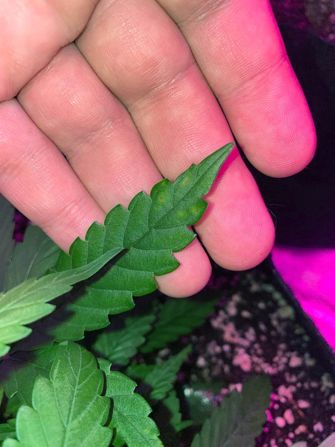 Rusted spots showing on a couple leaves