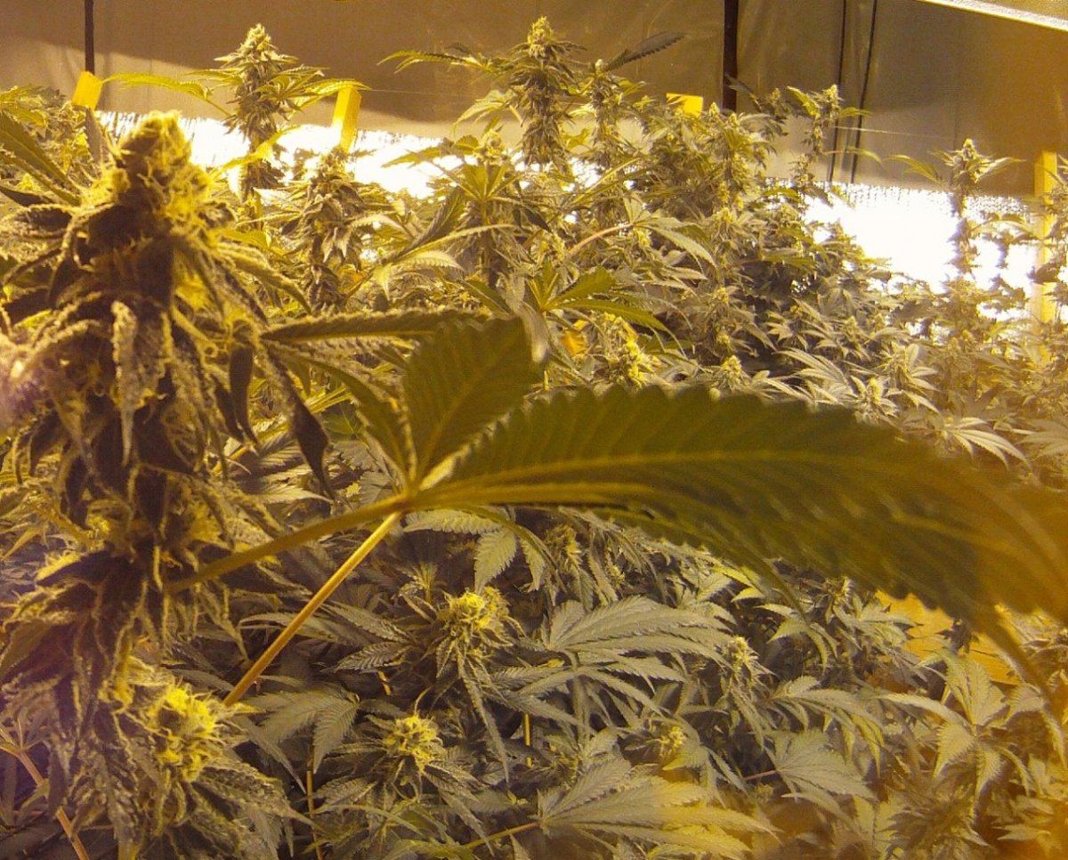 Rwgsc32zoom