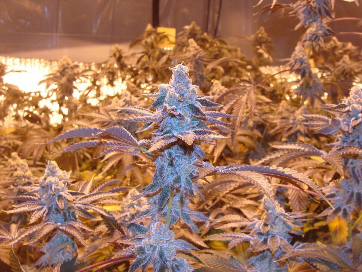 Rwgsc49