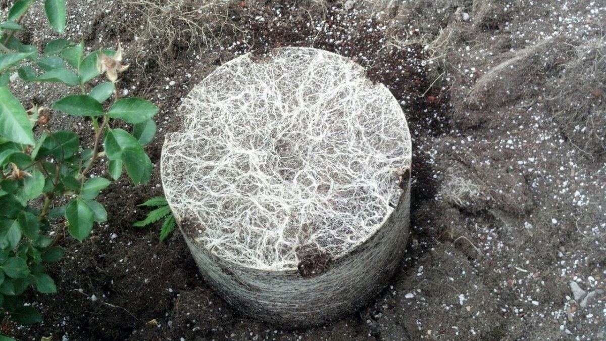 Ss roots