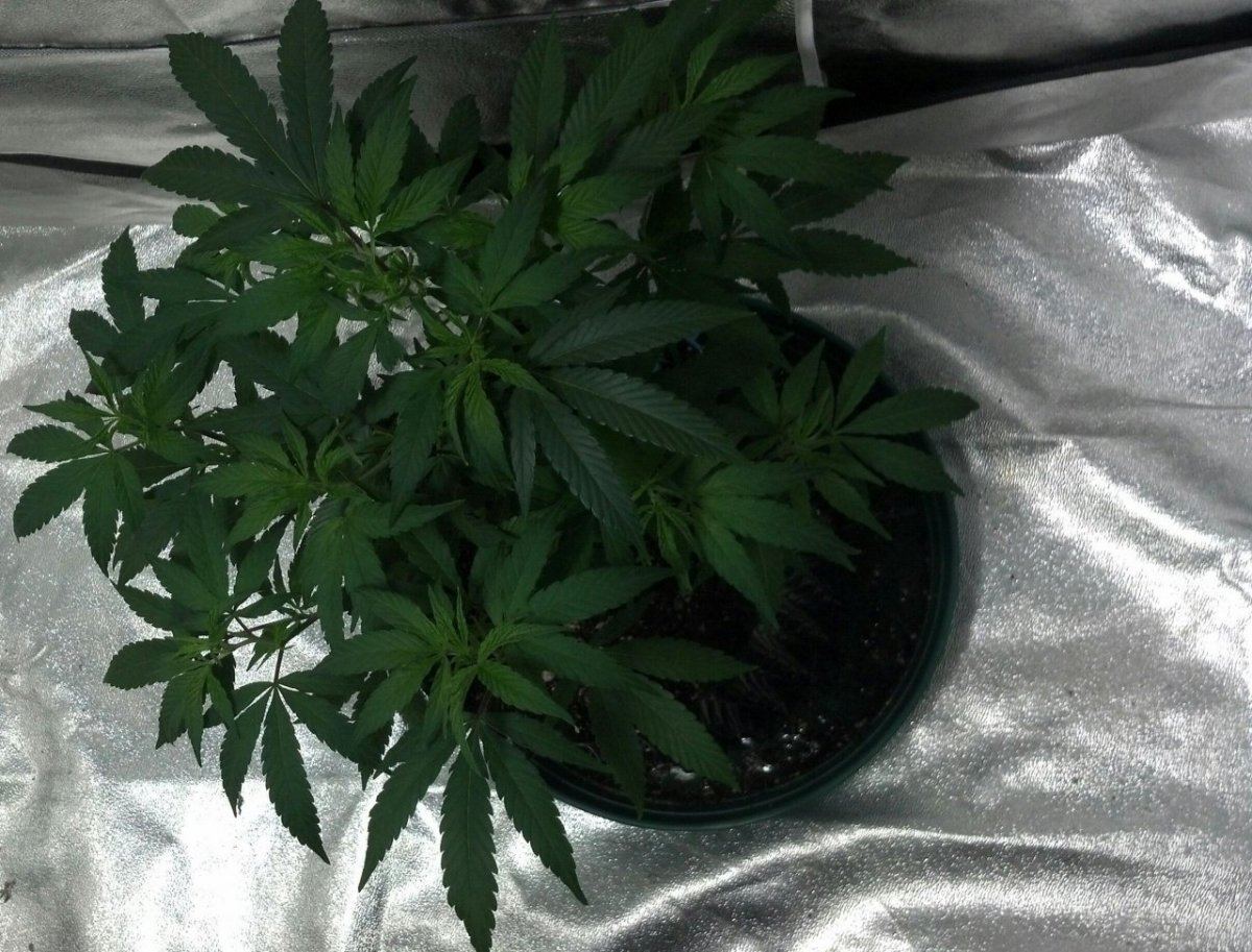 Ss soil