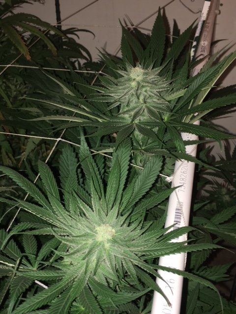 S x ht4 6